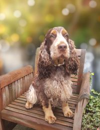 Engelse Cocker Spaniel Kennel Bozinga - Onze Honden